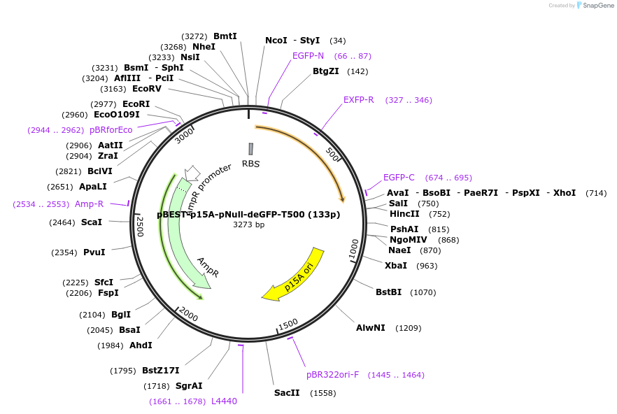 70209-plasmid-map-sequence-id-125472