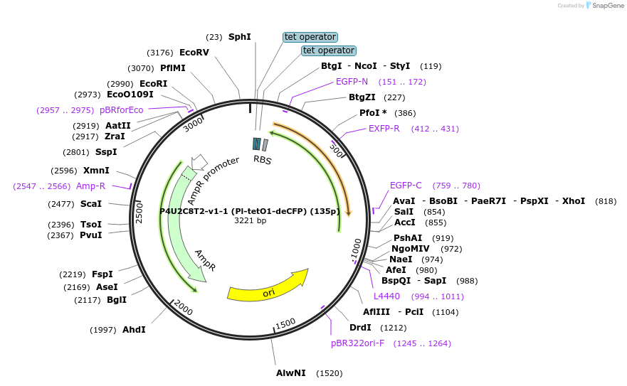 70211-plasmid-map-sequence-id-125474