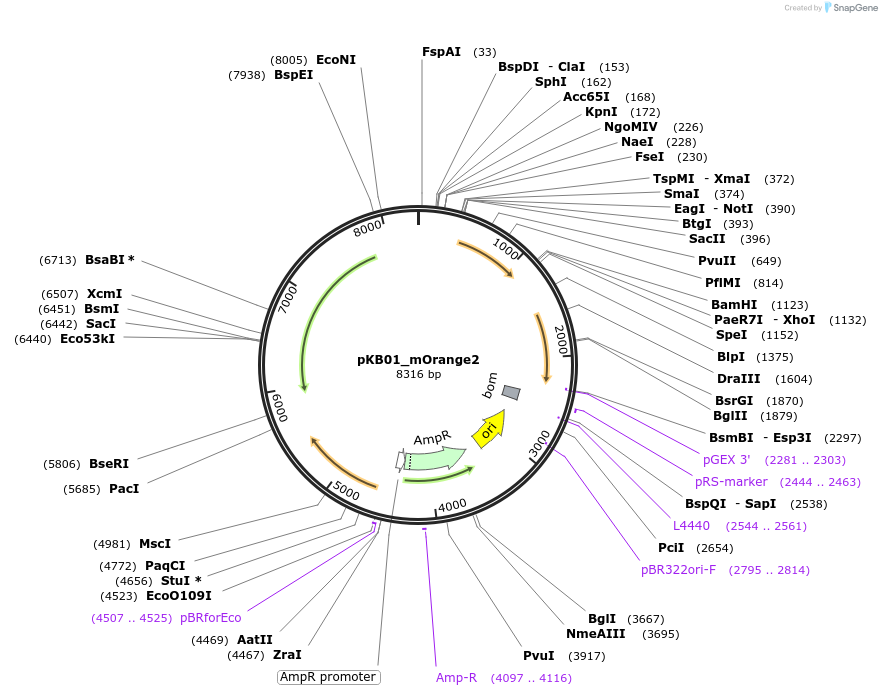 69102-plasmid-map-sequence-id-125504