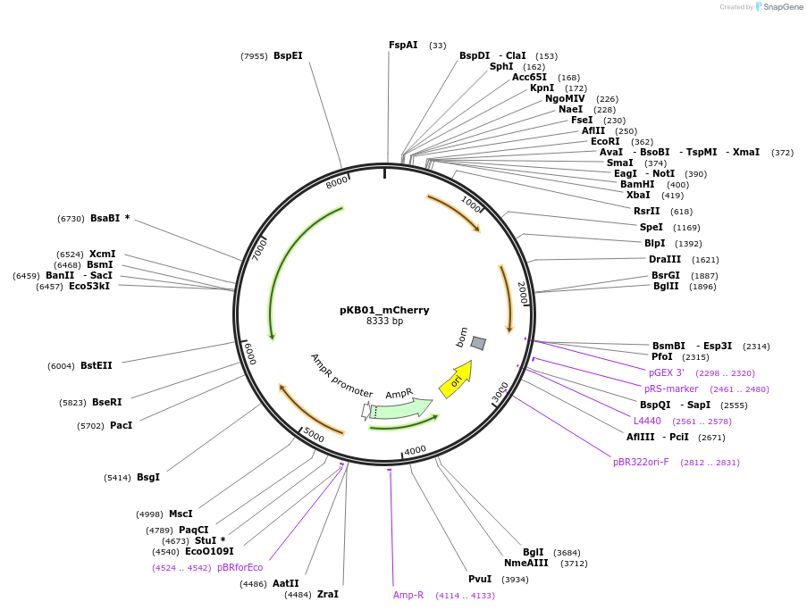 69104-plasmid-map-sequence-id-125508