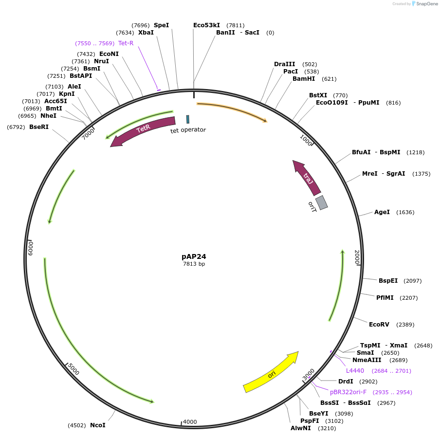 70190-plasmid-map-sequence-id-125541