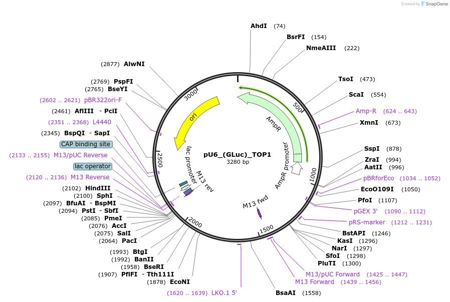 68423-plasmid-map-sequence-id-125554
