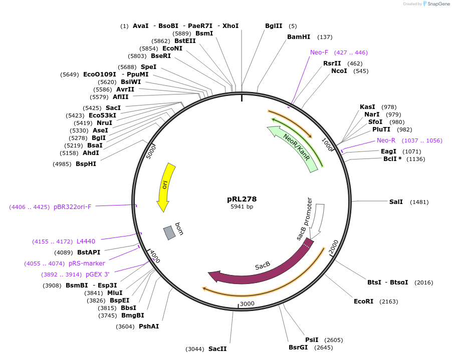 70256-plasmid-map-sequence-id-125559