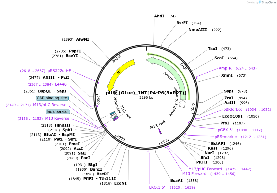 68432-plasmid-map-sequence-id-125560