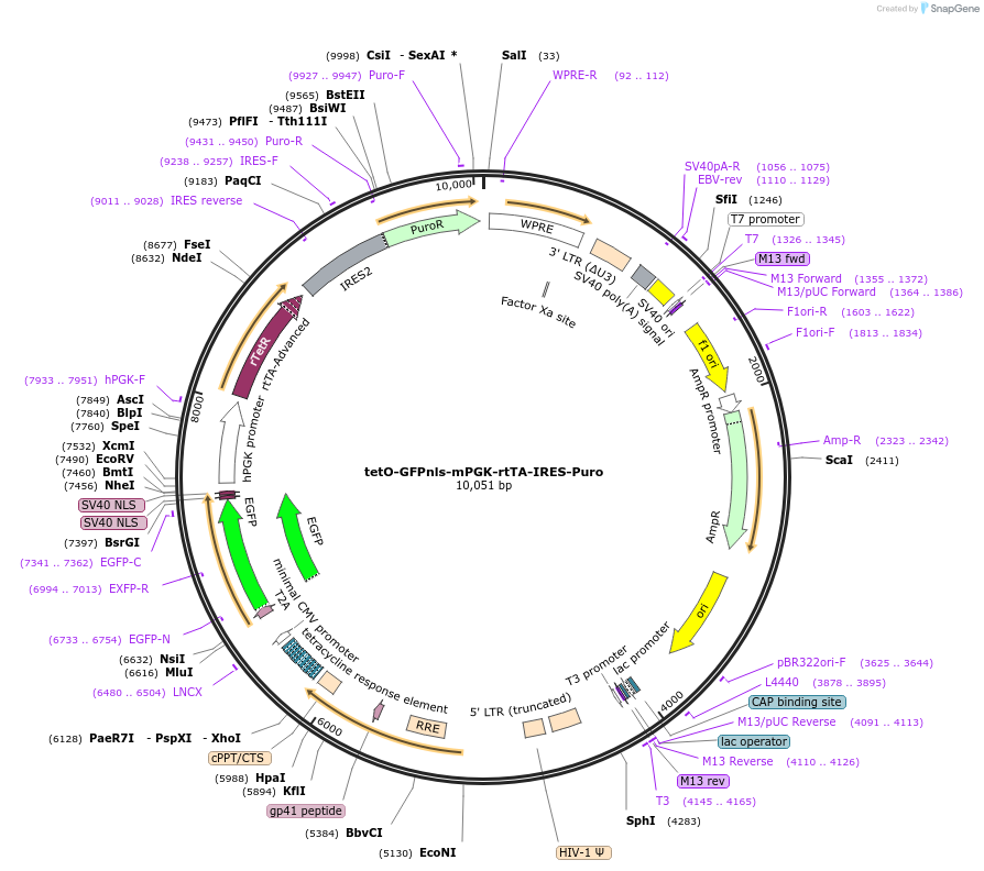 69545-plasmid-map-sequence-id-125605