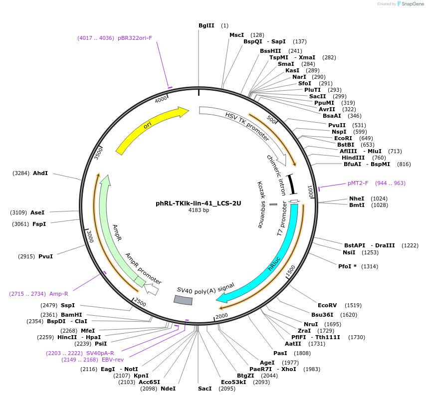 26543-plasmid-map-sequence-id-12563