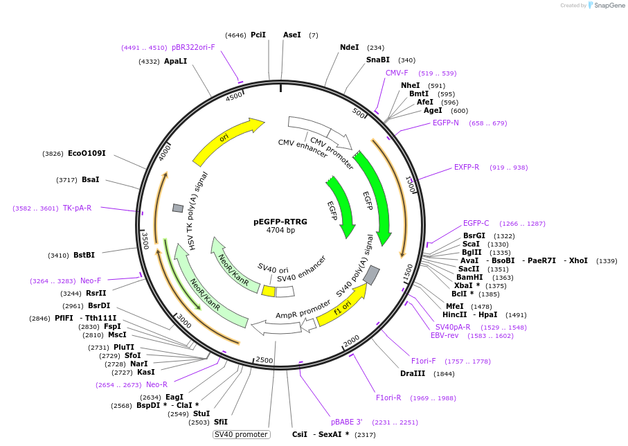 69845-plasmid-map-sequence-id-125686