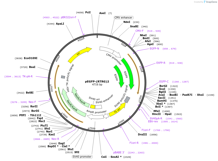 69846-plasmid-map-sequence-id-125689