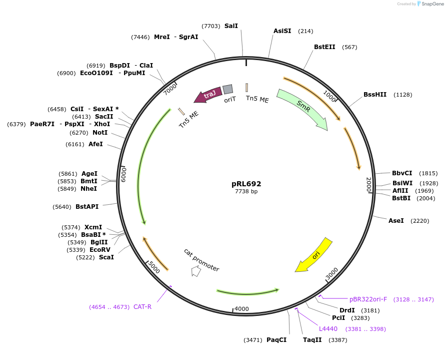 70284-plasmid-map-sequence-id-125728