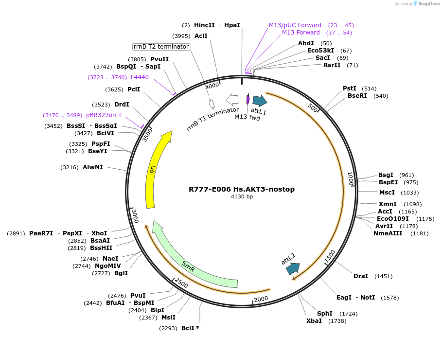 70290-plasmid-map-sequence-id-125739
