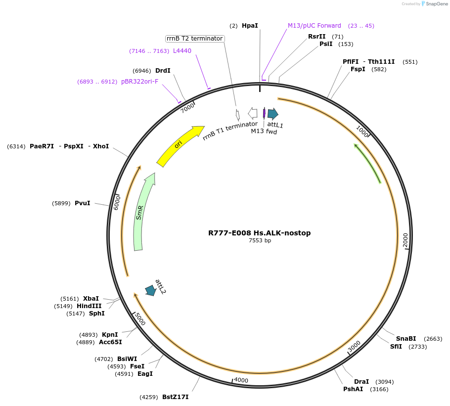 70292-plasmid-map-sequence-id-125741