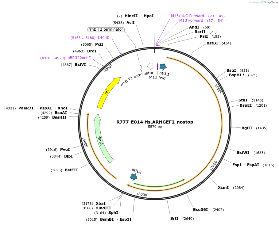 70298-plasmid-map-sequence-id-125747