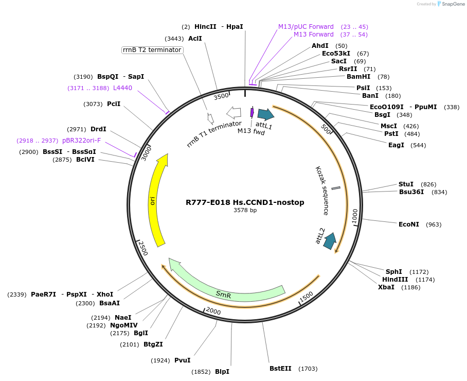 70302-plasmid-map-sequence-id-125751
