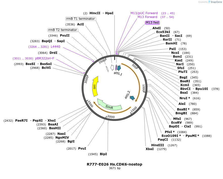 70310-plasmid-map-sequence-id-125759