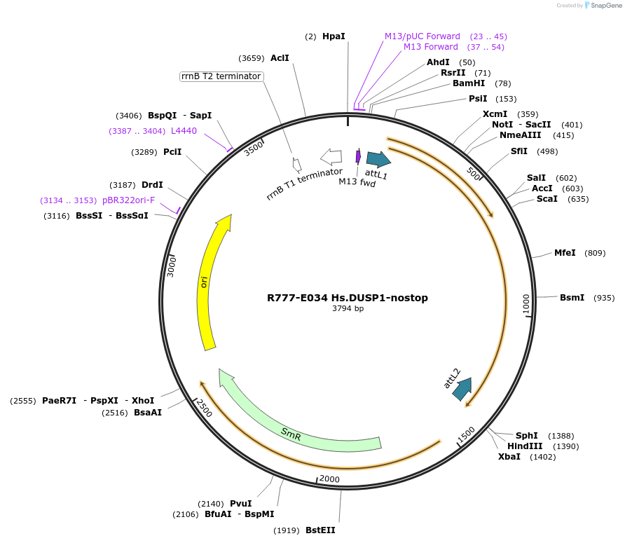 70318-plasmid-map-sequence-id-125767