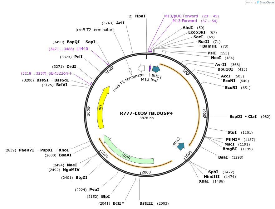 70323-plasmid-map-sequence-id-125772
