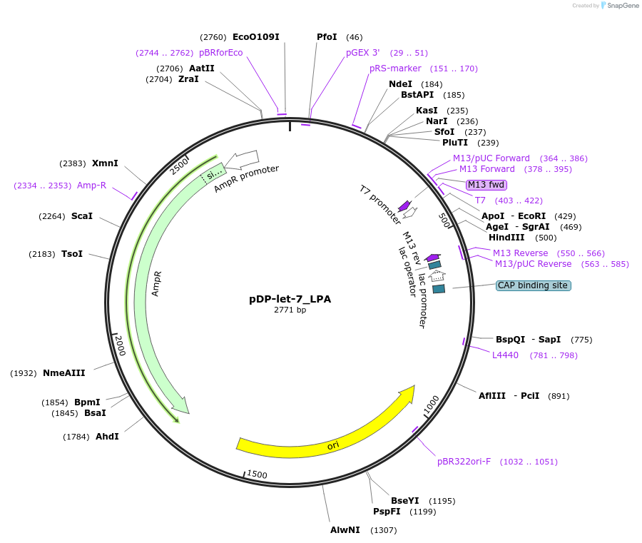 26559-plasmid-map-sequence-id-12578