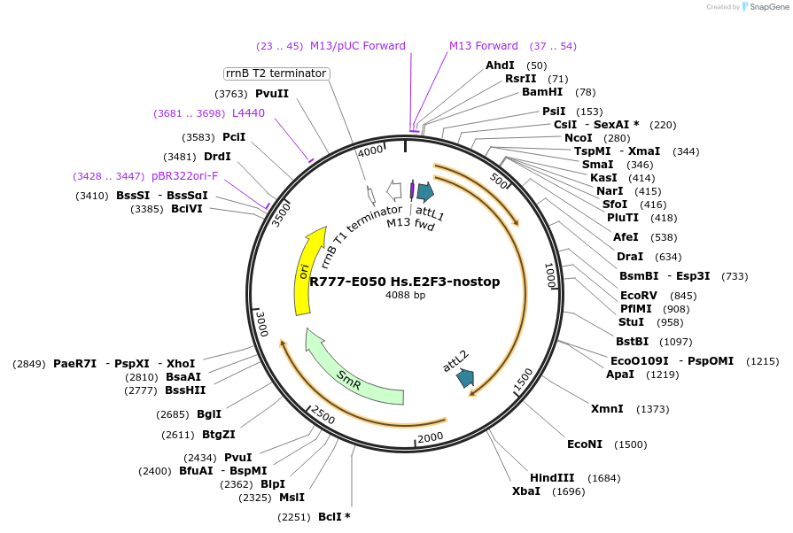 70334-plasmid-map-sequence-id-125783