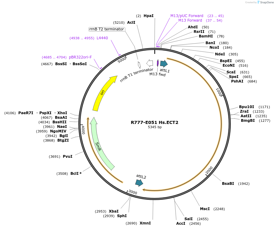 70335-plasmid-map-sequence-id-125784