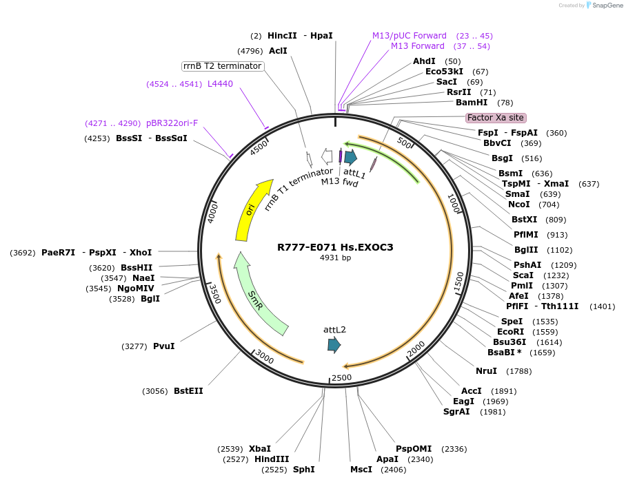 70355-plasmid-map-sequence-id-125804