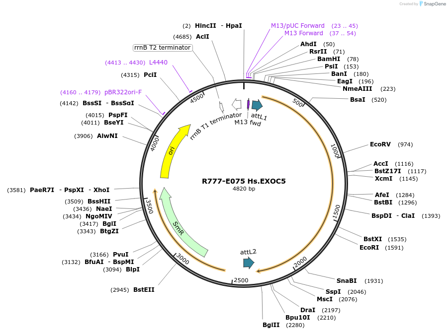 70359-plasmid-map-sequence-id-125808