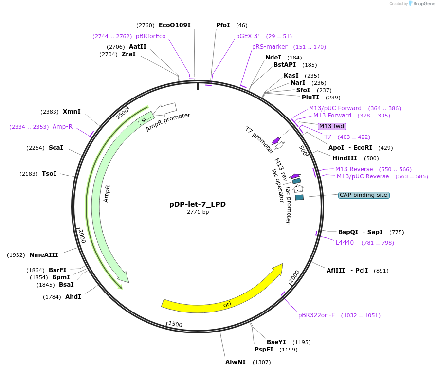 26562-plasmid-map-sequence-id-12581