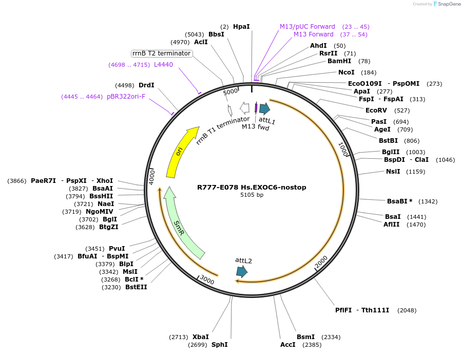 70362-plasmid-map-sequence-id-125811