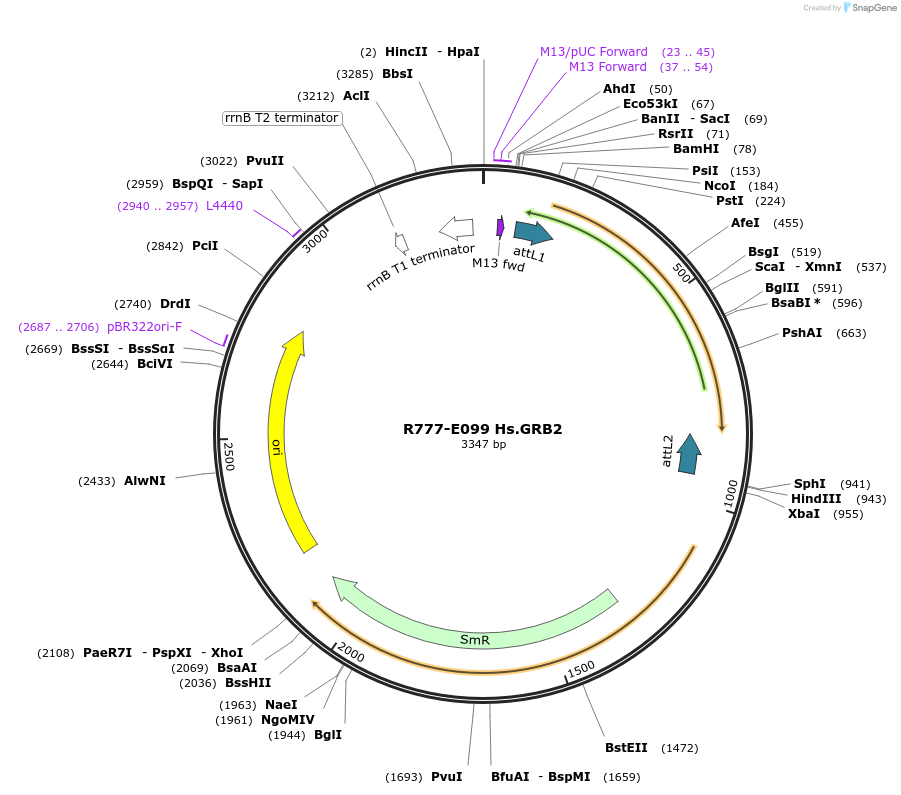 70383-plasmid-map-sequence-id-125832