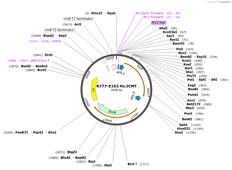 70387-plasmid-map-sequence-id-125836
