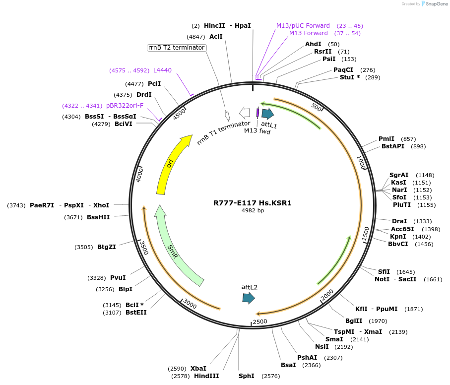 70401-plasmid-map-sequence-id-125850