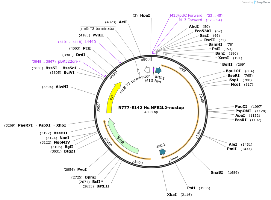 70426-plasmid-map-sequence-id-125875