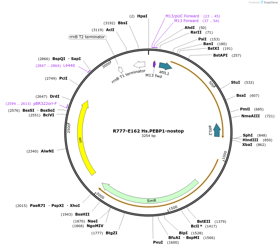 70446-plasmid-map-sequence-id-125895