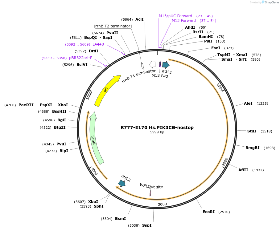 70454-plasmid-map-sequence-id-125903