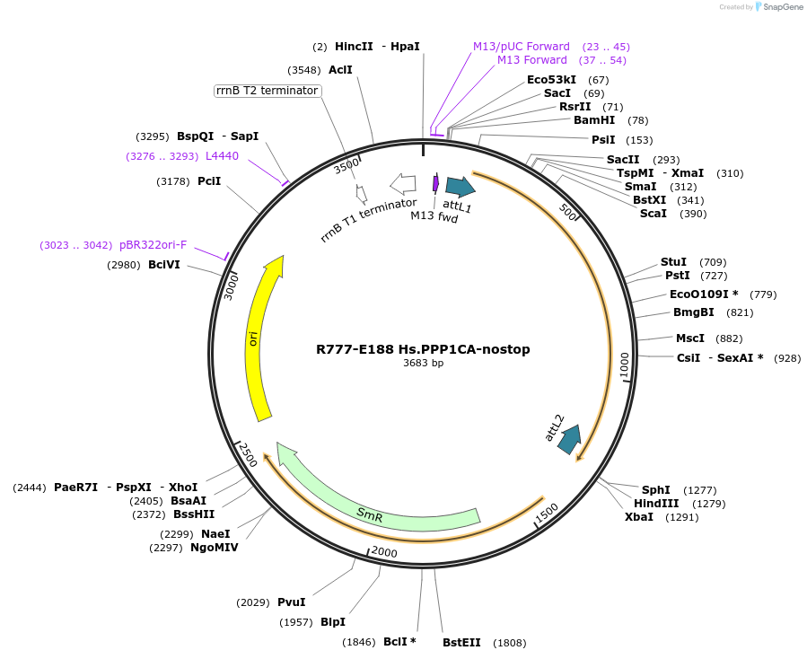 70472-plasmid-map-sequence-id-125921