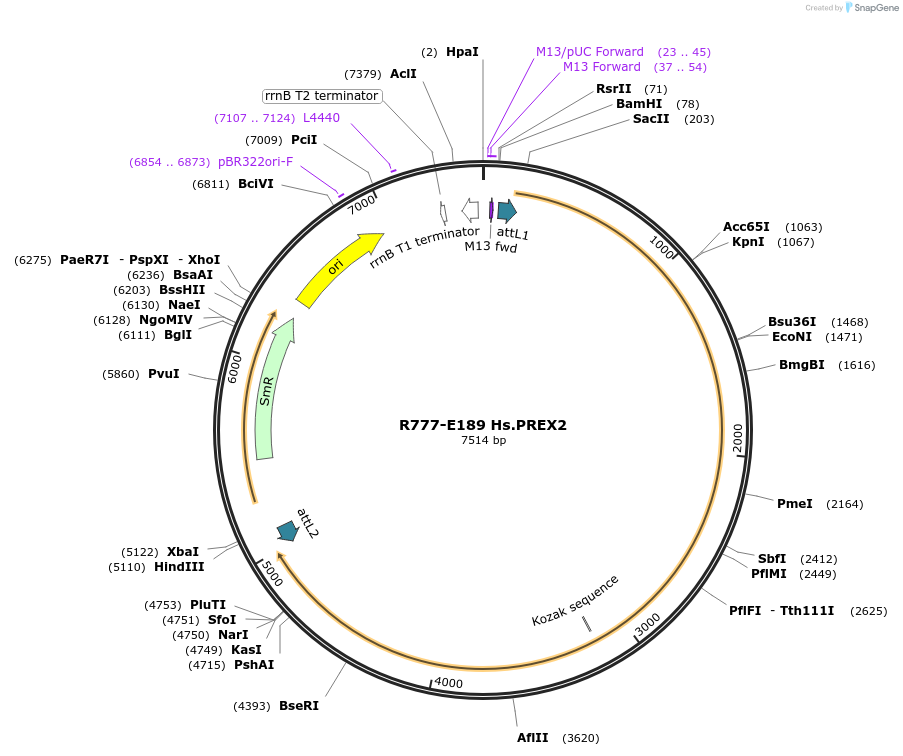 70473-plasmid-map-sequence-id-125922