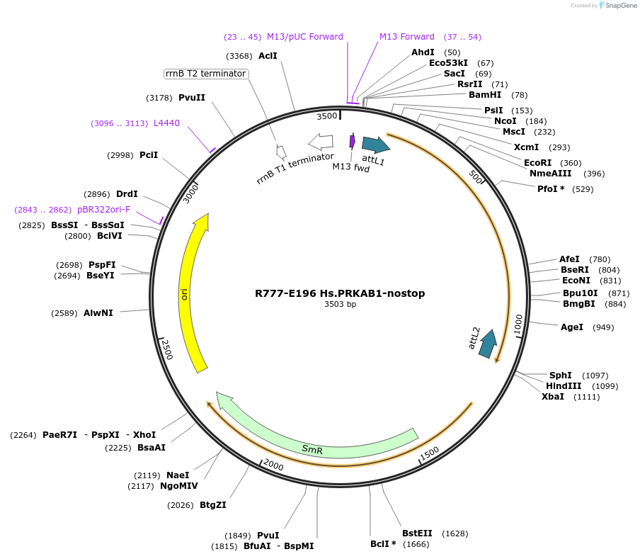 70480-plasmid-map-sequence-id-125929