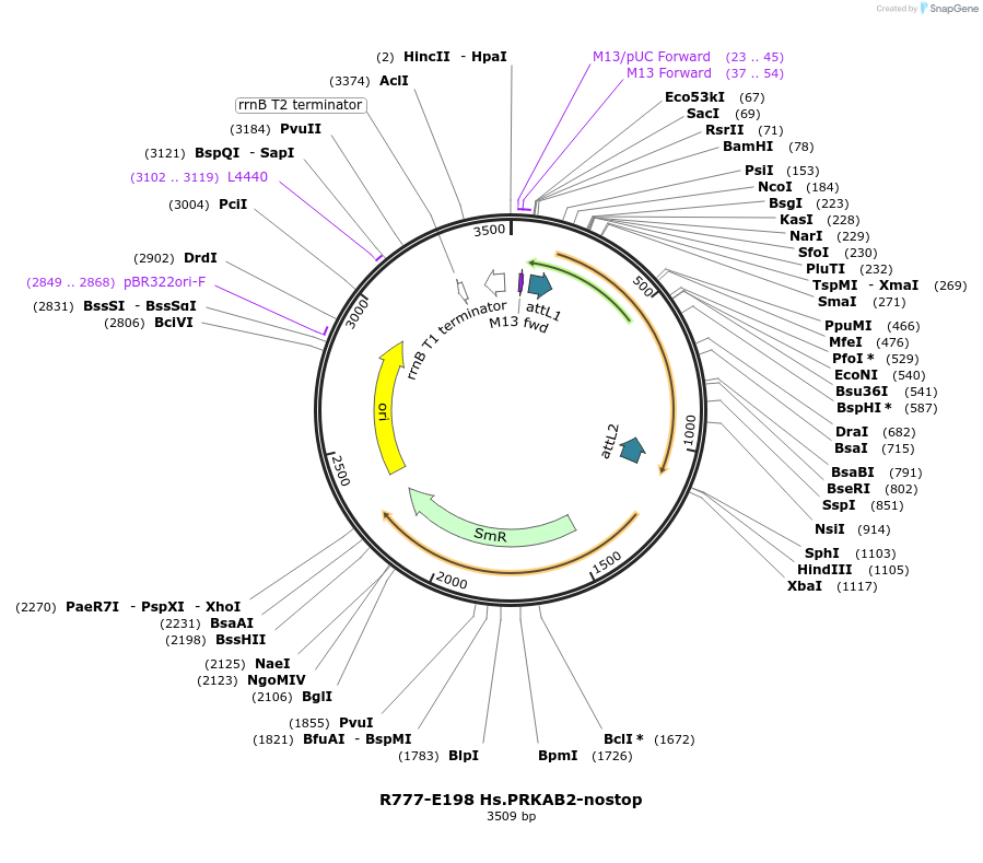 70482-plasmid-map-sequence-id-125931