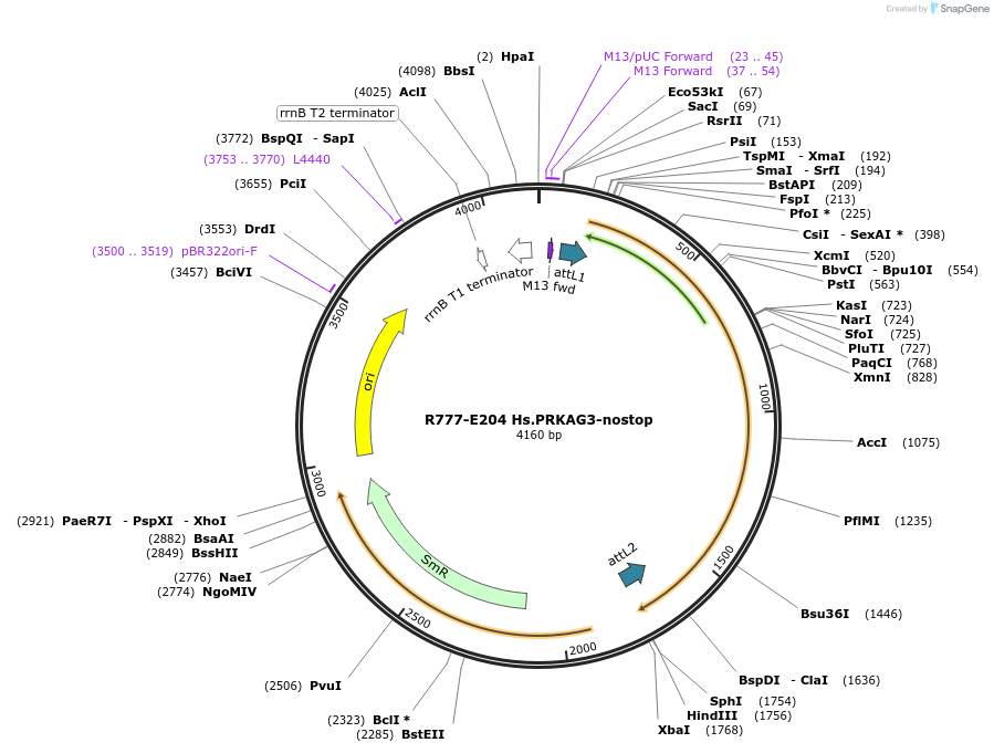 70488-plasmid-map-sequence-id-125937