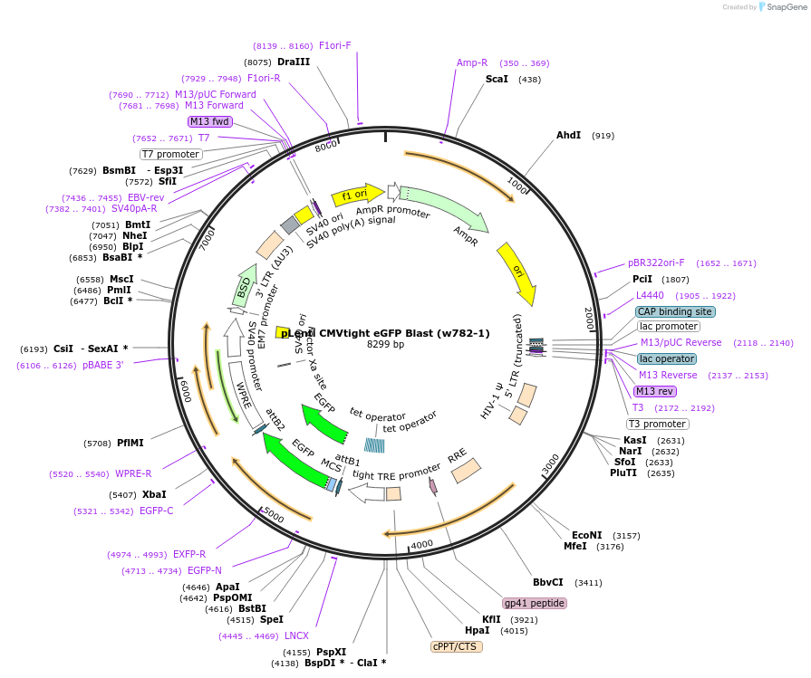 26584-plasmid-map-sequence-id-12594