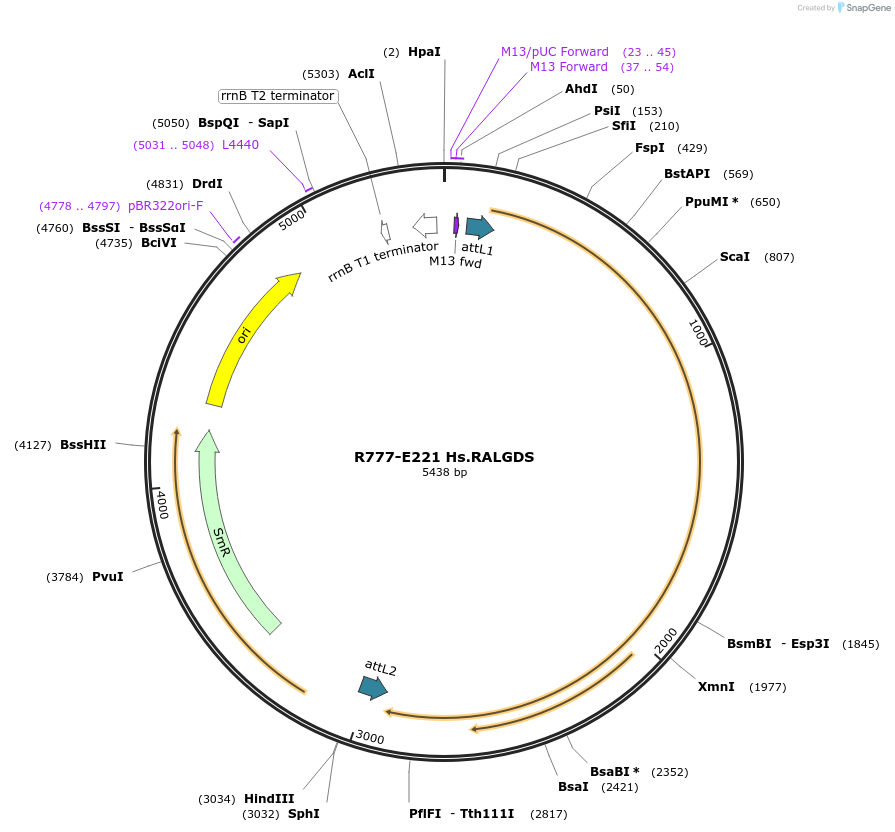 70505-plasmid-map-sequence-id-125954