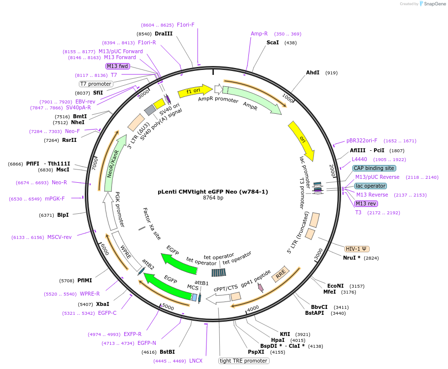 26586-plasmid-map-sequence-id-12596
