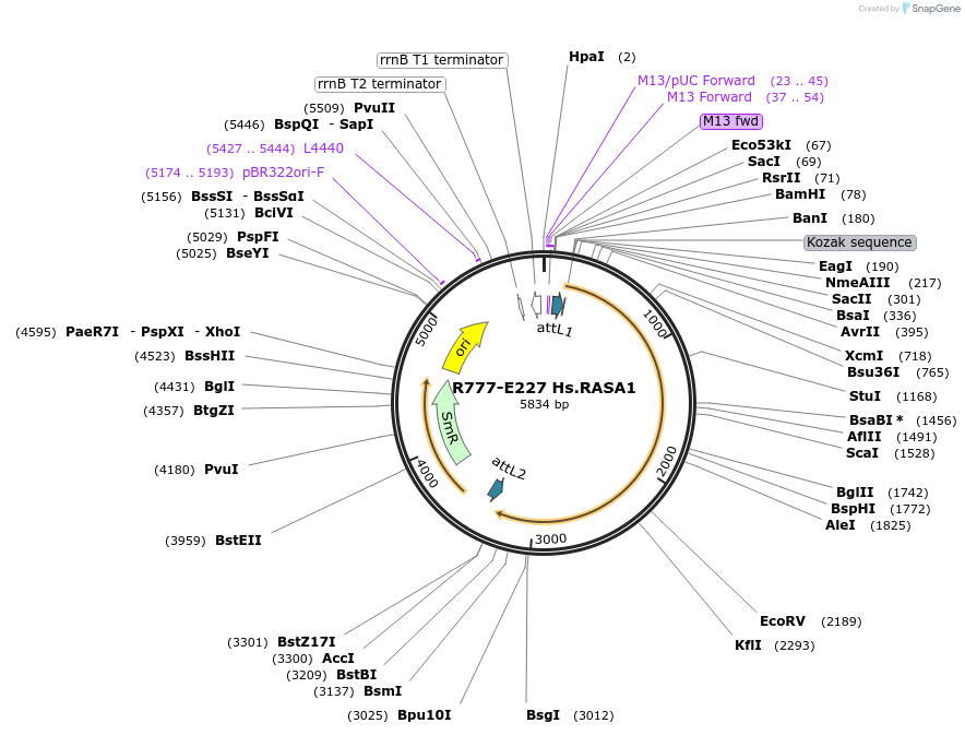 70511-plasmid-map-sequence-id-125960