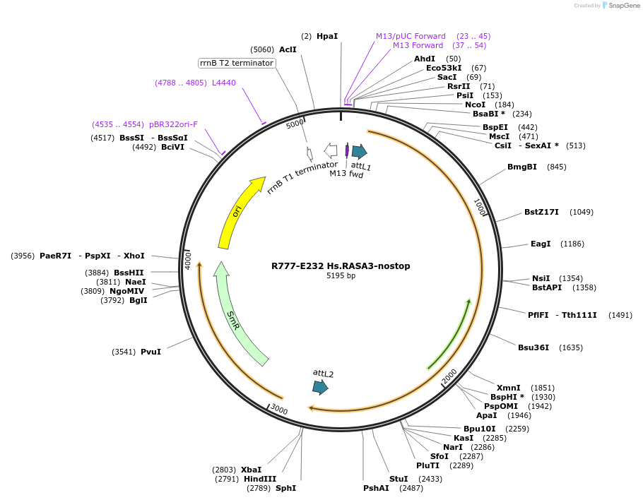 70516-plasmid-map-sequence-id-125965