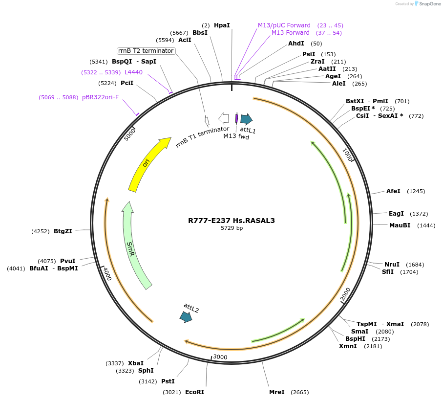 70521-plasmid-map-sequence-id-125970