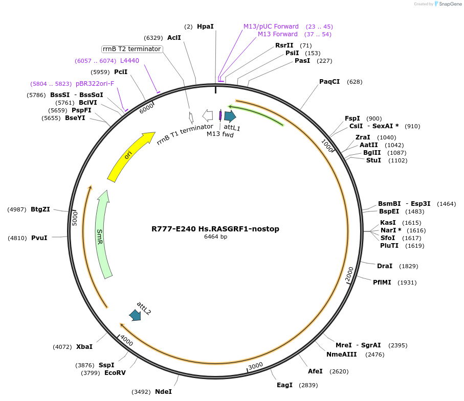 70524-plasmid-map-sequence-id-125973