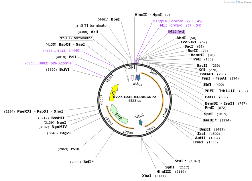 70529-plasmid-map-sequence-id-125978