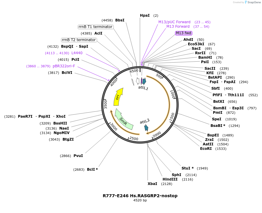 70530-plasmid-map-sequence-id-125979