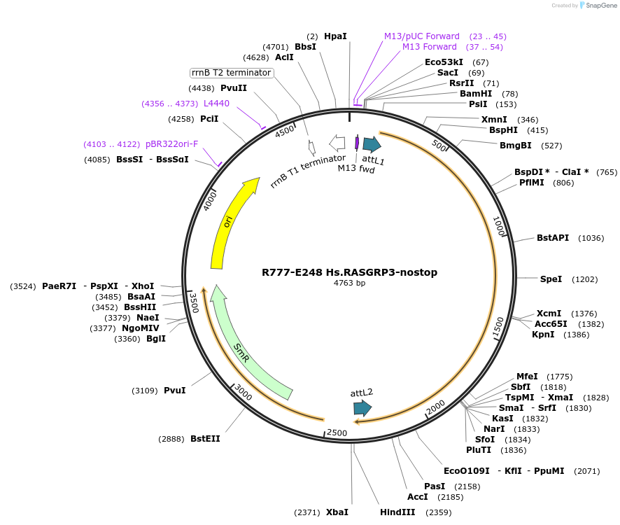 70532-plasmid-map-sequence-id-125981