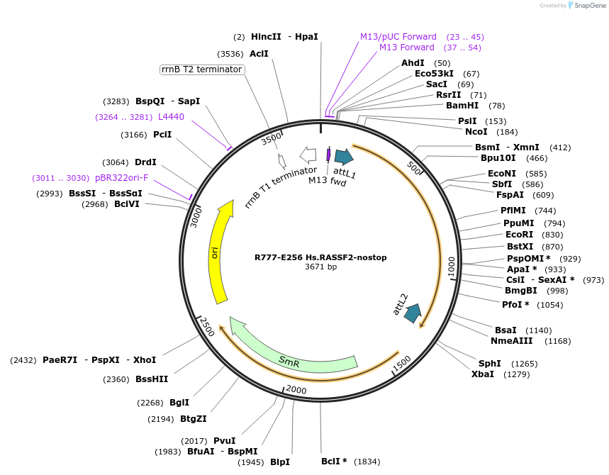 70540-plasmid-map-sequence-id-125989