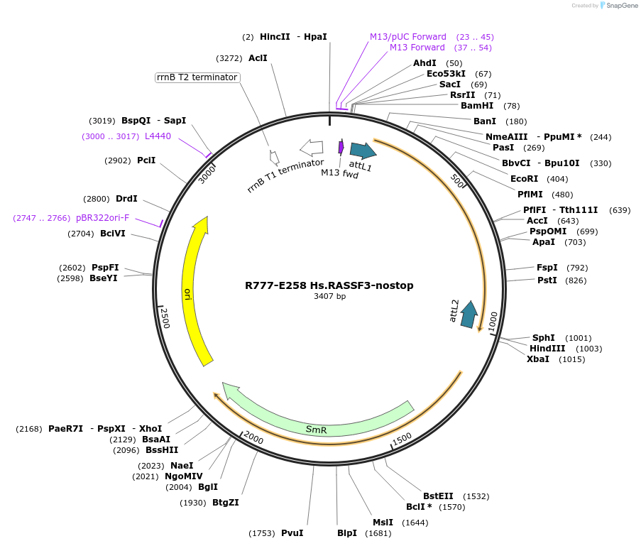 70542-plasmid-map-sequence-id-125991